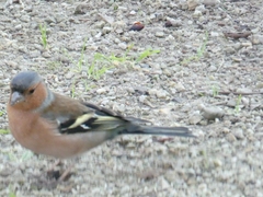 Fringilla coelebs