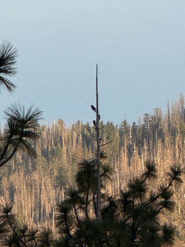 iNaturalist observation photo of Acorn Woodpecker