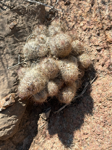 Whitecolumn Foxtail Cactus