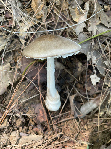 Hongo's False Death Cap