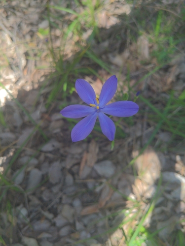 Morning Iris
