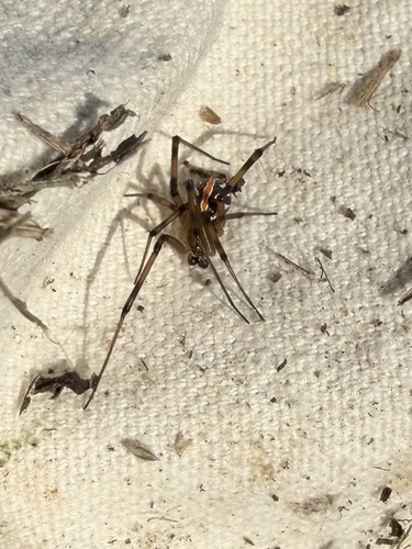 Western Black Widow