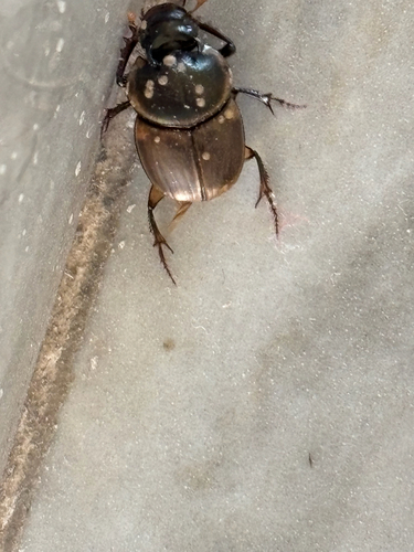 Gazelle Scarab