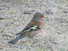 Fringilla coelebs