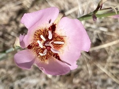 Calochortus palmeri