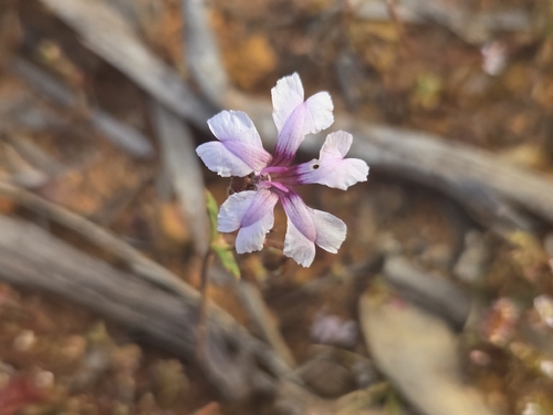Pink Velleia