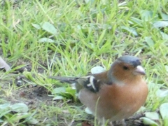 Fringilla coelebs