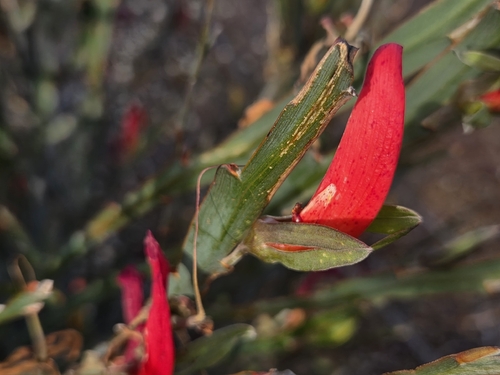 Leptosema aphyllum