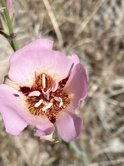 Calochortus palmeri