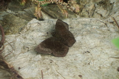 Bolla phylo