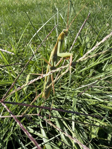 European Mantis