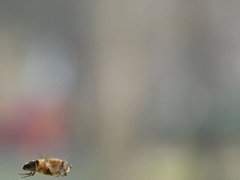 Syrphidae