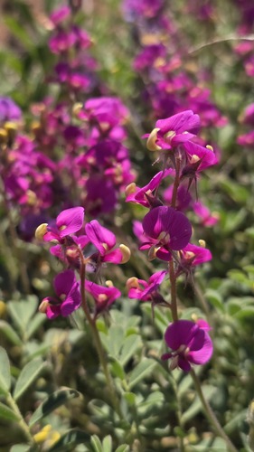 Swainsona flavicarinata, 2026-09-03