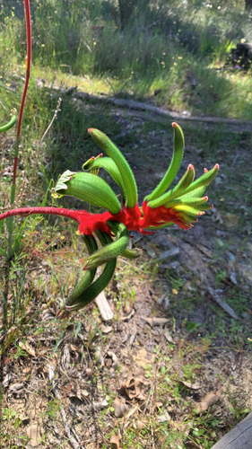 Anigozanthos manglesii, photograph 3