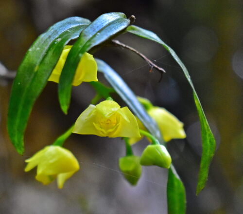 Agrostophyllum observed 2026-09-08