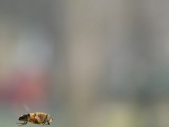 Syrphidae