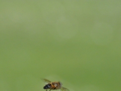 Syrphidae