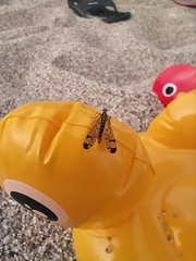 Panorpa lacedaemonia