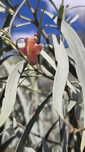 Eremophila longifolia