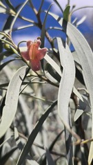 Eremophila longifolia