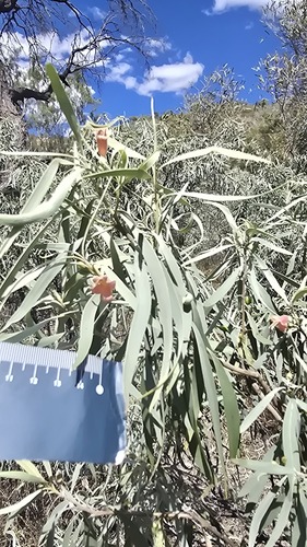 Eremophila longifolia, photograph 2