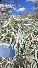 Eremophila longifolia, photograph (c) Petra Holland, some rights reserved (CC BY)