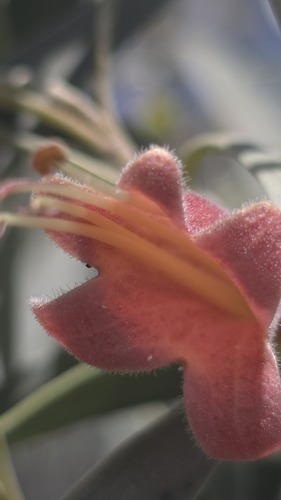 Eremophila longifolia, photograph 3