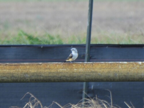 Scissor-tailed Flycatcher