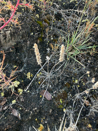 Woolly Plantain