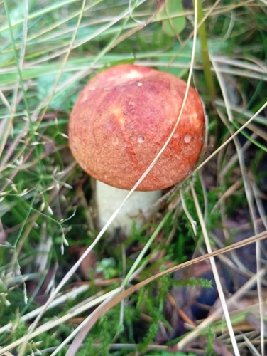 Leccinum leucopodium