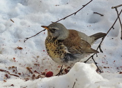 Turdus pilaris