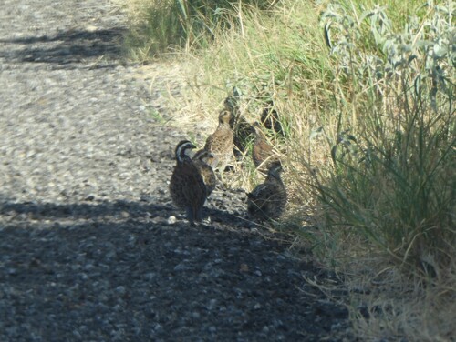 Northern Bobwhite