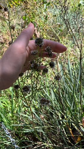Stirlingia latifolia, photograph 2