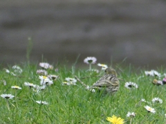 Serinus serinus
