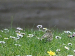 Serinus serinus
