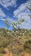 Eucalyptus gamophylla, photograph (c) Petra Holland, some rights reserved (CC BY)