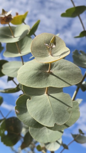Eucalyptus gamophylla