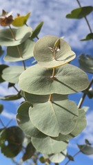 Eucalyptus gamophylla