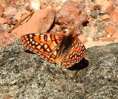 Euphydryas anicia wecoeut