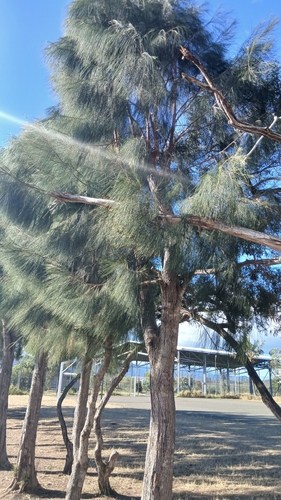 Casuarina collina observed 2026-09-09