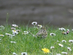 Serinus serinus