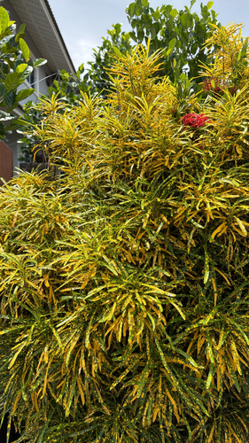 Variegated Croton