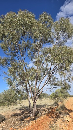 Eucalyptus thozetiana, photograph 6