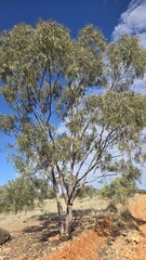 Eucalyptus thozetiana, photograph (c) Petra Holland, some rights reserved (CC BY)