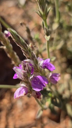 Rostellularia adscendens, 2026-09-04