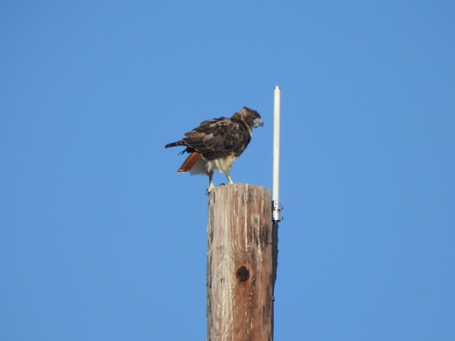 Red-tailed Hawk