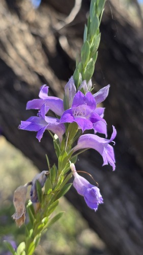 Eremophila christophori, photograph 5
