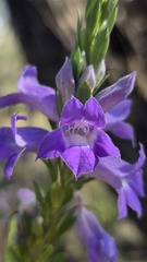 Eremophila christophori, photograph (c) Petra Holland, some rights reserved (CC BY)
