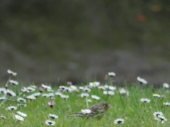 Serinus serinus