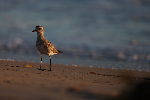 iNaturalist image